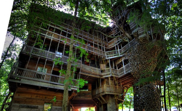 Big Tree House